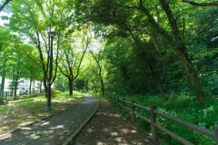 周辺環境・赤塚公園　夏