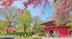 周辺環境・根津神社
