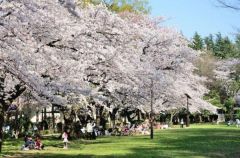 周辺環境・赤塚公園　桜