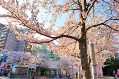 周辺環境・染井吉野桜記念公園