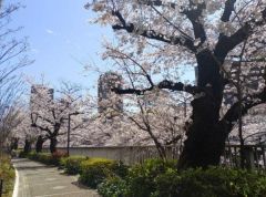 周辺環境・神田川