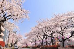 周辺環境・播磨坂の桜並木