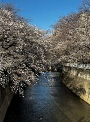 周辺環境・神田川四季の道