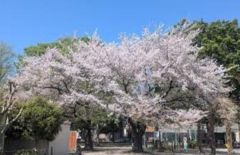 周辺環境・椎名町公園