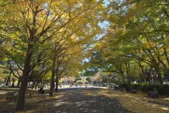 周辺環境・赤塚公園　秋