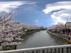 周辺環境・新川遊歩道の千本桜