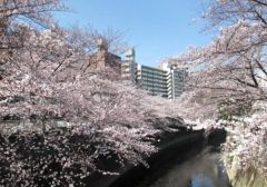 周辺環境・神田川