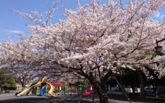 周辺環境・千早フラワー公園